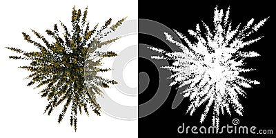 Top view tree Young Cytisus scoparius common broom 2 white background alpha png 3D Rendering Ilustracion 3D Stock Photo