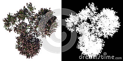 Top view tree (Young Rain Tree Albizia Saman 2) white background alpha png 3D Rendering Ilustracion 3D Stock Photo