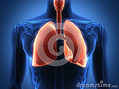 Rendering Intestinal internal organs Stock Photo