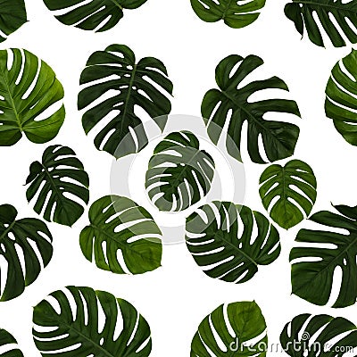 Repeating green cheese plant leave, Monstera Deliciosa, on white background. Real photographed image, seamless. Stock Photo