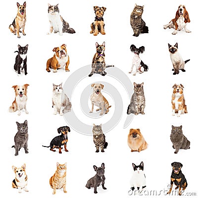 Repeating Pattern of Cats and Dogs Stock Photo