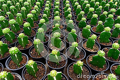 Repetition of cactus Stock Photo