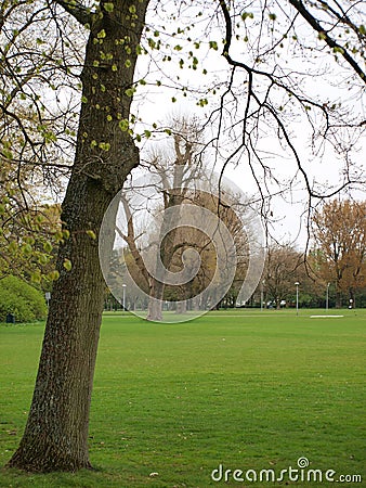 Repetition of trees Stock Photo