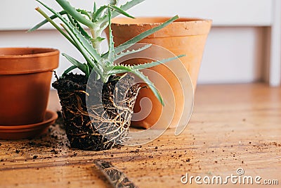Repotting plant. aloe vera with roots in ground repot to bigger Stock Photo
