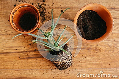 Repotting plant. aloe vera with roots in ground repot to bigger Stock Photo
