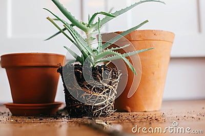 Repotting plant. aloe vera with roots in ground repot to bigger Stock Photo