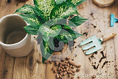 Repotting plant concept. Dieffenbachia plant in soil with gardening stylish tools, ground ,drainage and clay pots on wooden floor Stock Photo