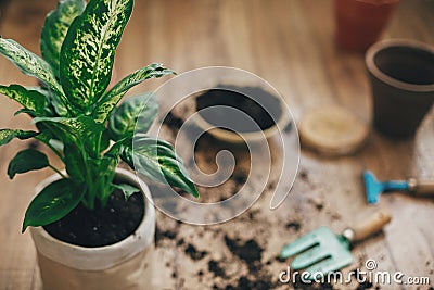 Repotting plant concept. Dieffenbachia plant potted with new soil into new modern pot, and gardening stylish tools, ground ,clay Stock Photo