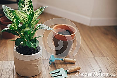 Repotting plant concept. Dieffenbachia plant potted with new soil into new modern pot, and gardening stylish tools, and old clay Stock Photo