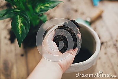 Repotting plant concept. Dirty hand holding new soil at empty new pot and gardening stylish tools, green plant on wooden floor. Stock Photo
