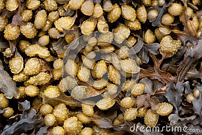 Reproduction bodies of a spiral wrack, Fucus spiralis Stock Photo