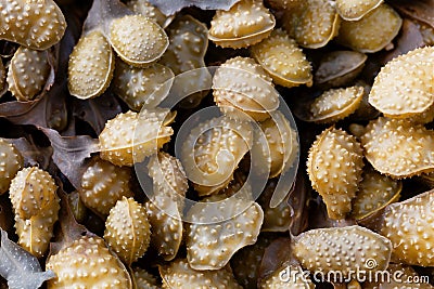 Reproduction bodies of a spiral wrack, Fucus spiralis Stock Photo