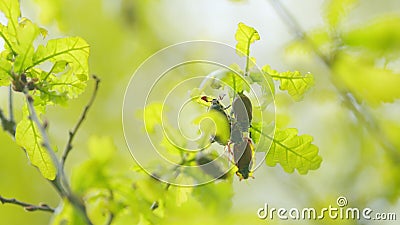 Reproduction coitus in spring. Maybug, chafer beetle is sitting on oak leaf in the forest. Harmful agricultural beatles Stock Photo