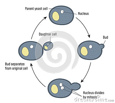 Reproduction in Yeast Vector Illustration