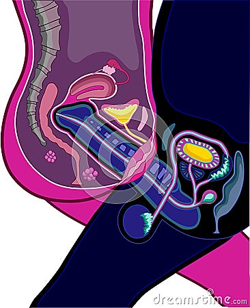 Reproductive anatomy Vector Illustration