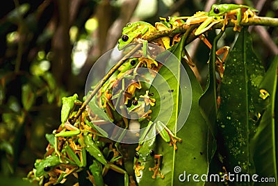 Reproductive explosion of Gliding leaf frog Stock Photo