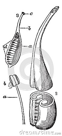 Reproductive Structure of a Flower, vintage engraving Vector Illustration