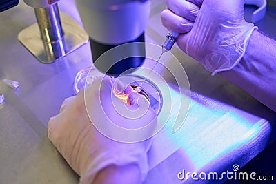 Reproductology laboratory assistant adding special drops with capillary holder Stock Photo