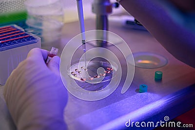 Reproductology laboratory worker adding cells on cleavage dish Stock Photo