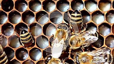 2 Stücke Bienenkönigin Larven Versenkbare Pfropfwerkzeug Imkerei Aufzucht Liha 