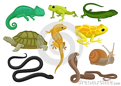 Reptile and amphibian set, chameleon, frog, turtle, lizard,gecko, triton vector Illustration on a white background Vector Illustration