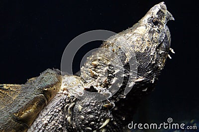 Reptile in aquarium, Moscow, turtle Stock Photo