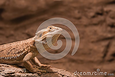 Reptile Bearded Agama Stock Photo
