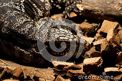 A reptile resting on a dry tree branch, illuminated by soft lamp light in a zoo. The unique ambiance and the reptile calm posture Stock Photo