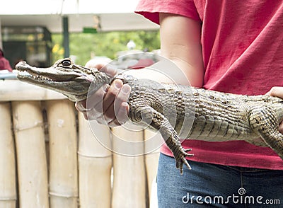 Reptile show displaying Spectacled caiman Caiman crocodilus a crocodilian in the family Alligatoridae, Stock Photo