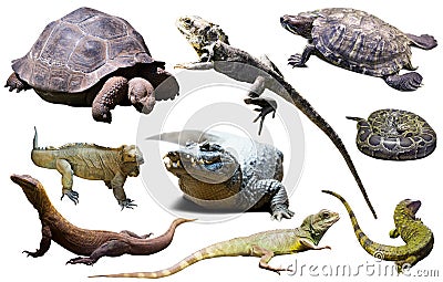 reptiles isolated on white Stock Photo