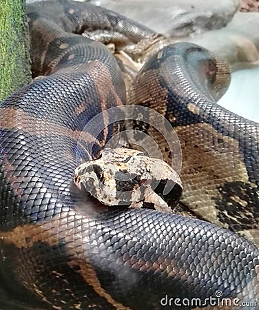 Python snake coiled in captivity in Jaie Duque park Stock Photo