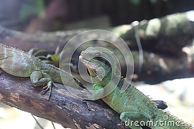 Reptiles in Saigon Zoo and Botanical Garden Stock Photo