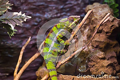 Reptiles Stock Photo