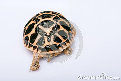 Reptiles on white background Stock Photo