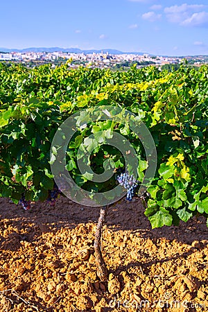 Requena in Valencia province a wine region of Spain Stock Photo