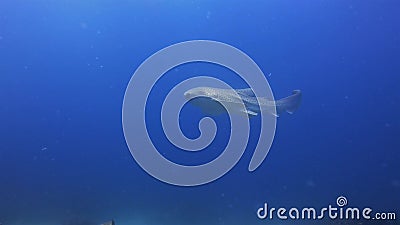 ocean manta ray