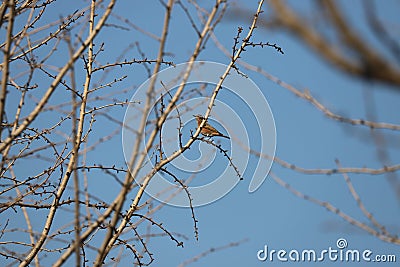Brown speckaled song bird near Bai-Tong fort Stock Photo