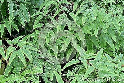 Dense thicket of pitchfork ferns in a Southeast Asian tropical forest Stock Photo