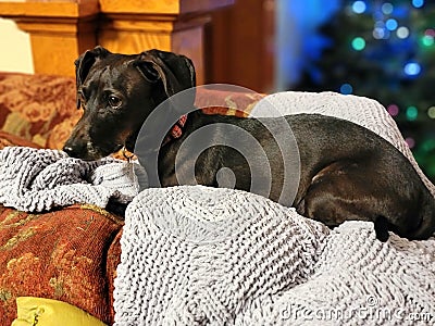 Rescue Daschund with Christmas Tree 2 Stock Photo