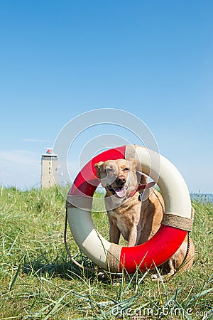 Rescue dog at the coast Stock Photo