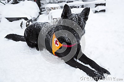Red Cross rescue black dog Editorial Stock Photo