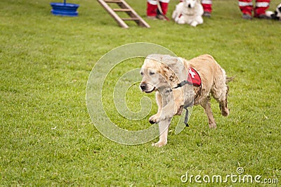 Rescue Dog Squadron Stock Photo