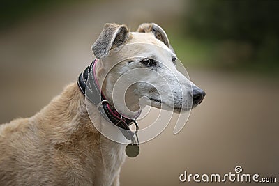 Rescue Lurcher up close headshot looking to the right Stock Photo