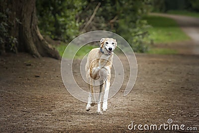 Rescue Lurcher running towards the camera Stock Photo
