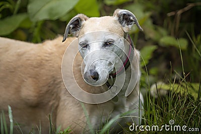 Rescue Lurcher up close headshot looking to the camera Stock Photo