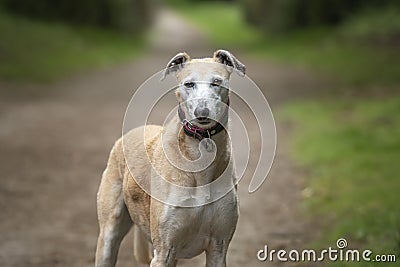 Rescue Lurcher up close looking to the camera on a forest path Stock Photo