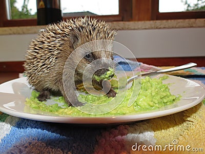 Rescued baby hedgehog Stock Photo