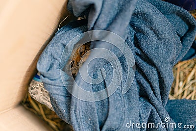 rescued baby squirrel sleeps in a box. depleted Stock Photo