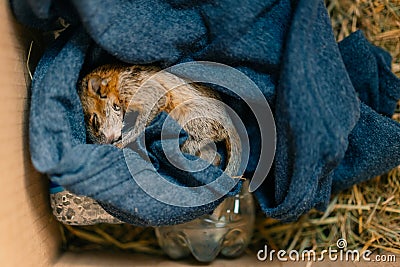 rescued baby squirrel sleeps in a box. depleted Stock Photo