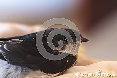 Rescued baby swallow Stock Photo